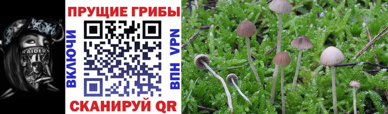 наркошоп  Дубна  Псилоцибиновые грибы Psilocybe 